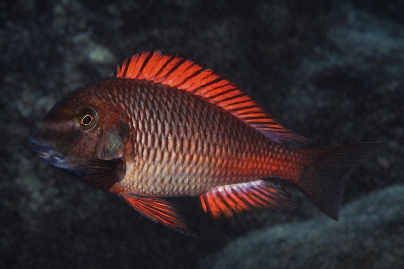 Tropheus sp. 'red' Moliro